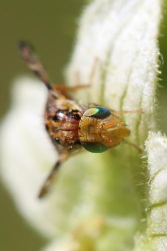 Goniglossum wiedemanni
